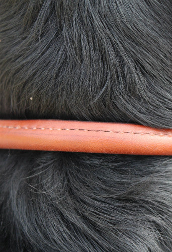 Rolled Dog Collar in Oakbark